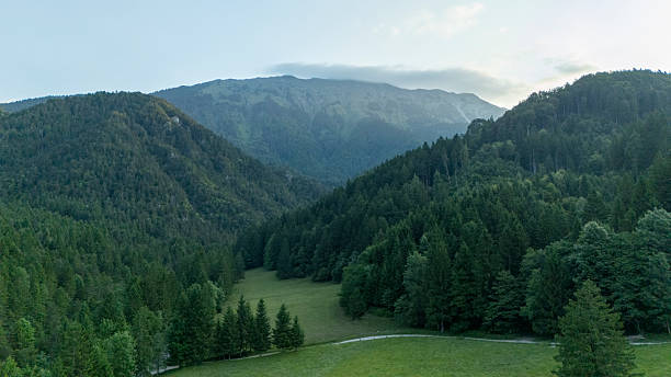 Aerial view of a forest landscape featuring a lush valley surrounded by dense evergreen trees and rolling hills under a serene sky.