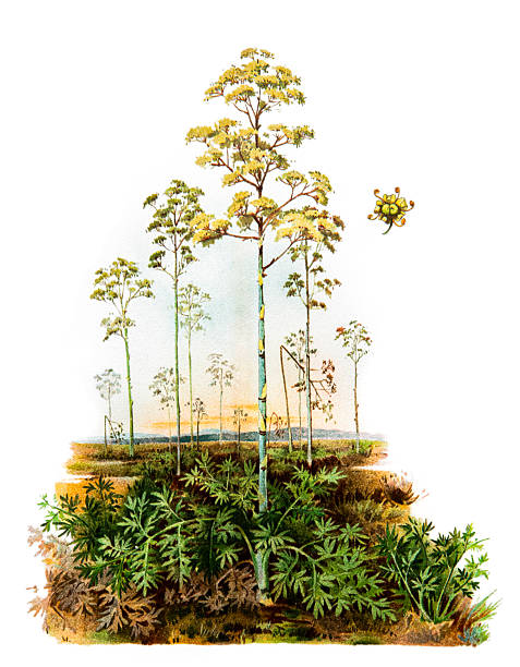 Euryangium sumbul is a synonym for Ferula sumbul, a plant from which 