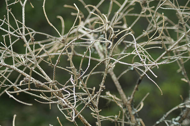 istock Network of dry branches in the forest 2242331172