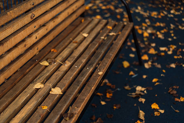 Wooden bench with scattered autumn birch leaves. High quality photo