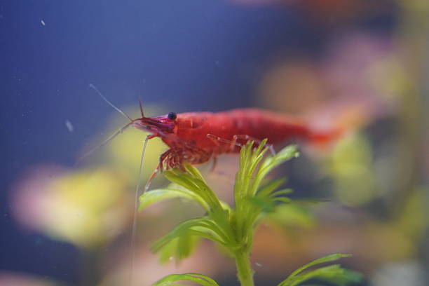 fire red shrimp are vibrant freshwater dwarf shrimp selectively bred from neocaridina davidi and popular in aquariums for their deep red color and easy care