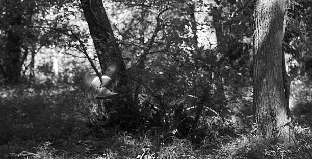 istock Bird, palombe taking flight in forest near Lac de Leon 2242335023