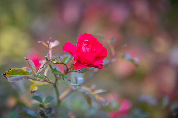 Red rose flower in the autumn background