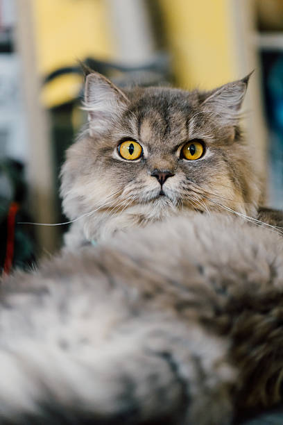 istock Majestic Fluffy Cat with Striking Yellow Eyes in Cozy Environment 2242336579
