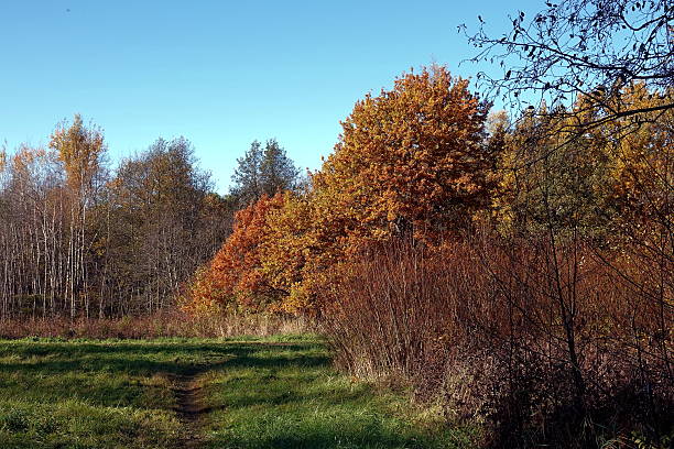 istock Golden autumn in the forest. 2242339017