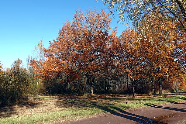 istock Golden autumn in the forest. 2242339585