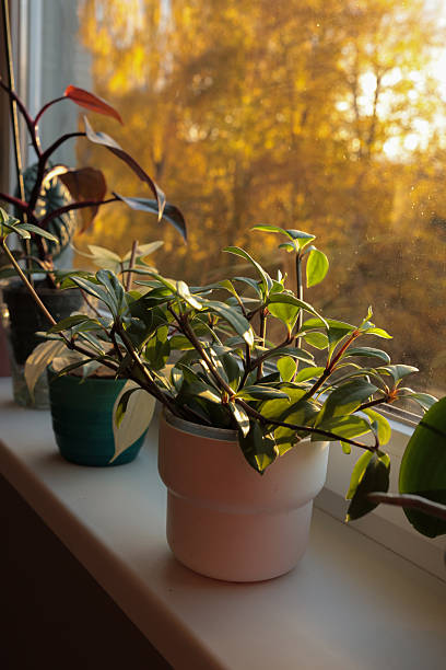 istock Houseplants on windowsill in sunny day 2242341766