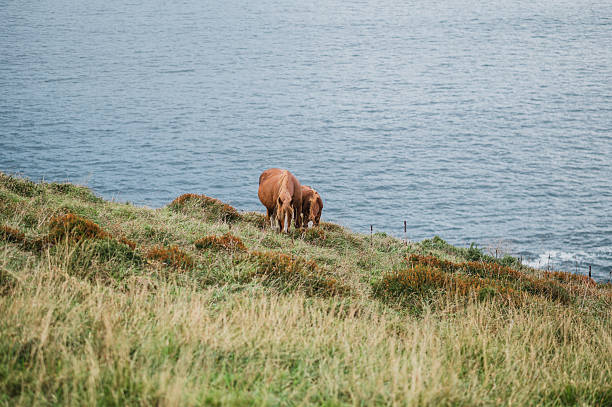 istock Horses by the sea 2242344855