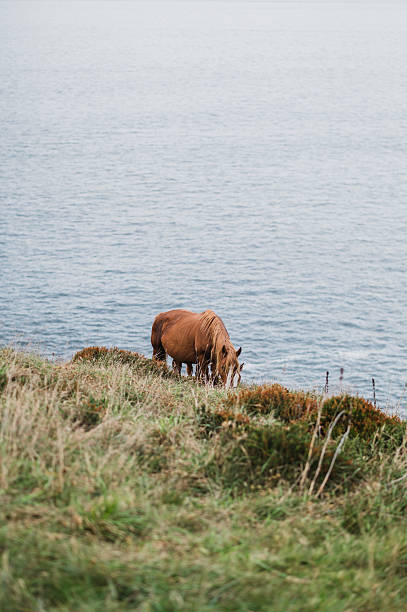 istock Horse by the sea 2242344861