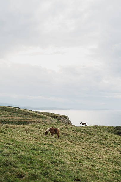 istock Horses by the sea 2242344879