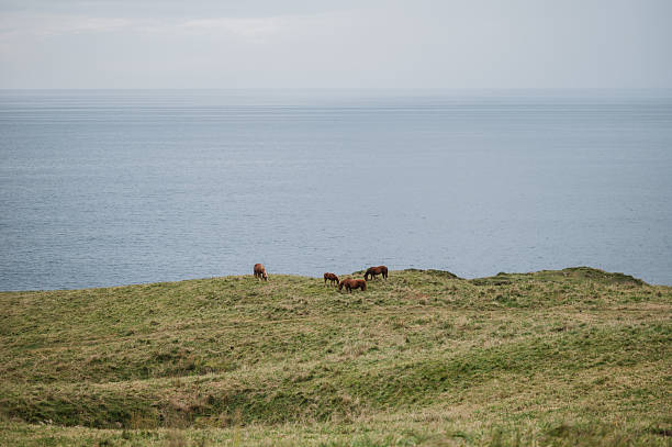 istock Horses by the sea 2242344899
