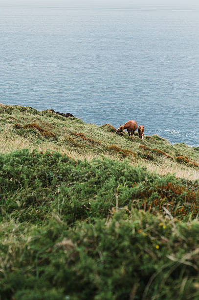Horses by the sea