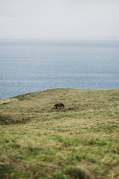Grass field by the sea with horse