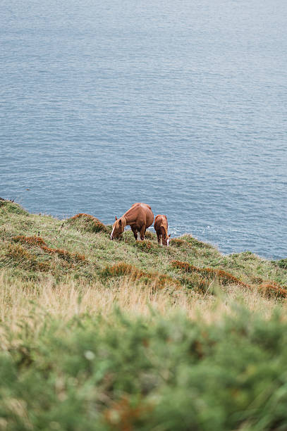 istock Horses by the sea 2242344934