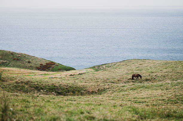 Grass field by the sea with horse
