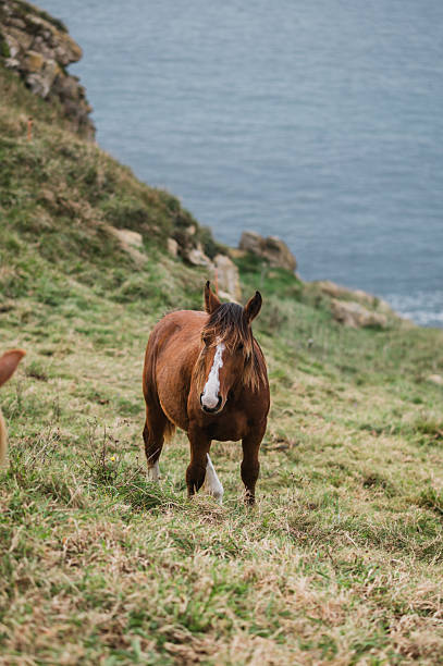 istock Horses by the sea 2242344971