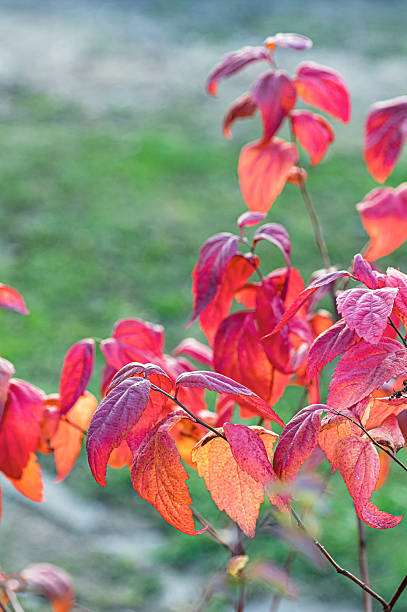 istock spiraea macrophylla autumn garden composition 2242345079