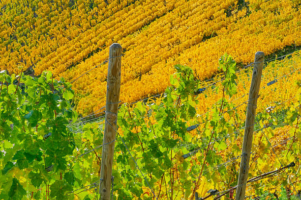 Autumn red, green  and yellow vine leaves in the sunlight, suitable for fall or nature background. Ourense province, Galicia, Spain.