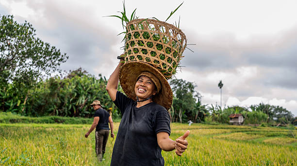 istock Joyful Rice Farmer Balances Large Woven Basket on Head in Open Rice Field 2242346142