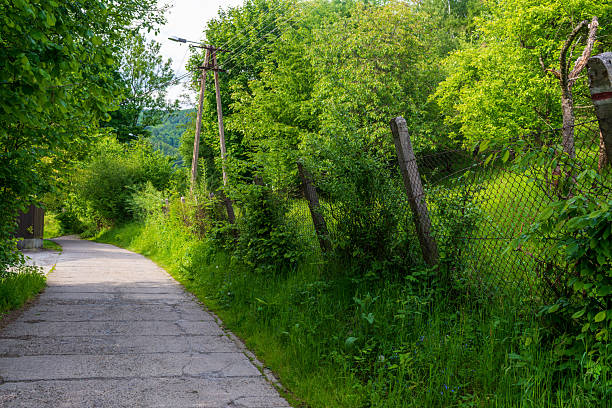 Narrow paved countryside road winding through green trees and bushes. Rustic fence and power lines create a peaceful rural atmosphere full of calm and summer freshness.