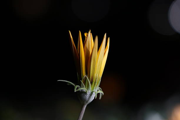 partially opened yellow bloom upright petals glowing against dark bokeh backdrop a poised floral moment of emergence texture and anticipation
