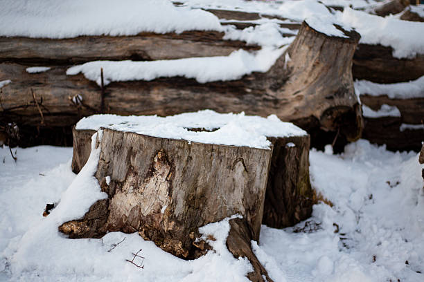 istock Old stump with snow in cold winter season 2242350341