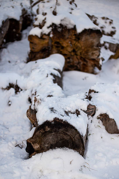 istock Old stump with snow in cold winter season 2242350496