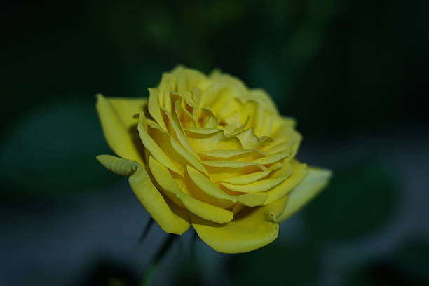 small yellow roses flowers