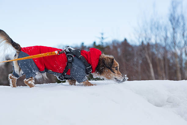 istock Outdoor Life winter 2242351378