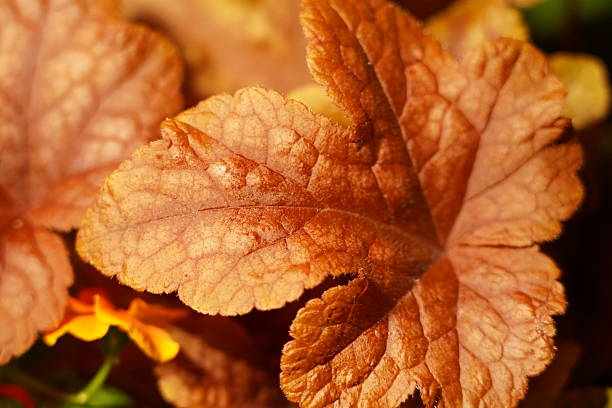 red flowers and warm leaf create a visual story of reflection and change