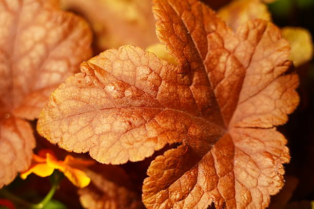istock red flowers and warm leaf create a visual story of reflection and change 2242352550
