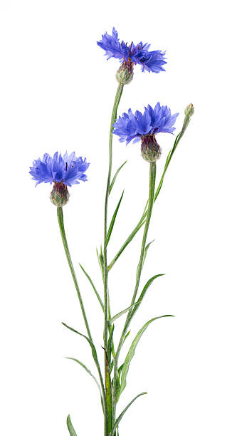 istock Blue Cornflower isolated on white background. Centaurea cyanus or bachelor's button flowers. 2242354314