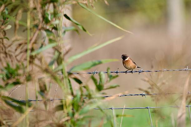 istock Stonechat song bird perched on a wire barbed fence 2242354462