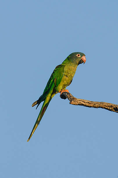 istock Burrowing Parrot in Calden Forest, La Pampa, Argentina 2242355894