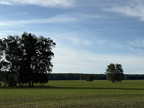 Leafless trees stand along the border of a harvested winter field, their branches reaching into a clear, pale blue sky. A narrow dirt path runs beside the trees, guiding the eye toward the open rural landscape in the distance. Soft winter light highlights the textures of bark, dry grass, and soil, conveying seasonal stillness, natural simplicity, and a quiet countryside atmosphere with subtle depth and calm.