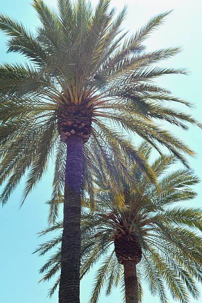 istock Palm trees from low angle against a clear blue tropical sky 2242357670