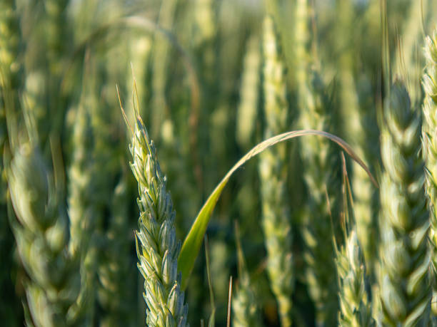 Wheat plants thrive in a lush green field under soft morning light. The stalks display rich detail as they sway gently in the breeze, indicating a healthy crop ready for harvest soon.