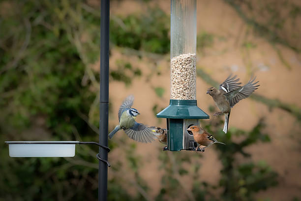Group of young starlings squabbling and fighting to feed from a bird feeder in a garden. They are flapping wings as they eat mealworms