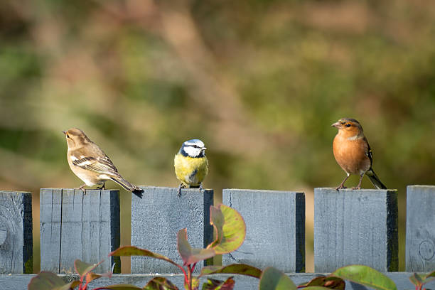 istock Two Chaffinches and a Blue tit sitting on a fense. 2242361055