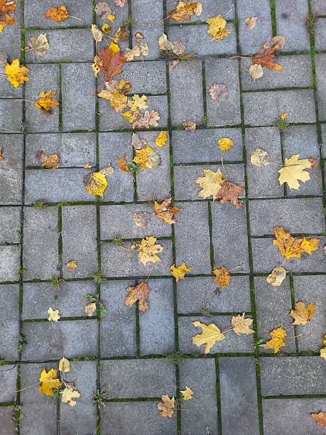 istock Autumn Leaves on Brick Pavement  Ukraine 2242361070