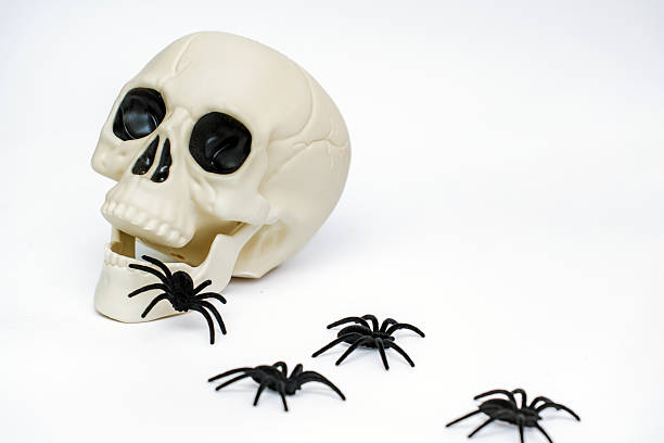 A skull with escaping spiders on an isolated white background, Halloween concept
