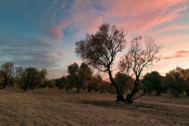 istock Evening light casts shadows over a peaceful landscape with trees and a colorful sunset sky 2242362856