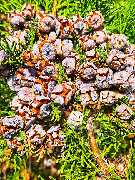 istock Conifer Tree Cones Close-Up. Cypress or Thuja Fruit Cones on Branch. Texture of Autumn Conifer Cones 2242363961
