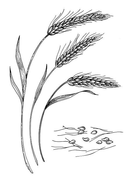 Ears of wheat. Vector ink styled handmade illustration. For packaging design, cards, cover, prints, product labels anEars of wheat. Vector ink styled handmade illustration. For packaging design, cards, cover, prints, product labels and fabric.