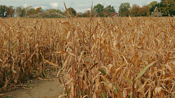istock Golden corn field background under bright summer sunlight 2242366117