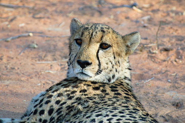A cheetah sitting on the sand with desert landscape in the background, Namibia.
