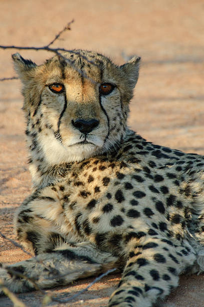 Close-up of hunting cheetah in tall grass