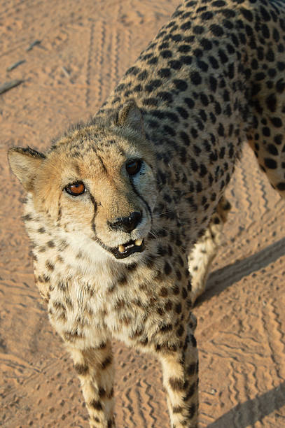 istock Cheetah Stare-Down in the Namibian Sands 2242366448