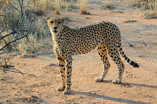 Cheetah Portrait in Golden African Light