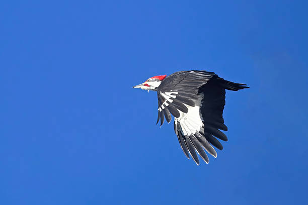 Pileated Woodpecker in flight in winter in Alberta, Canada